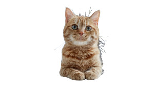 Office Cat V2 Vinyl Car Decal Sticker – Waterproof & UV-Resistant 5.4 Office Cat V2 Vinyl Car Decal Sticker – Waterproof & UV-Resistant 5.4