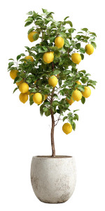 Lemon Tree Pot Vinyl Car Decal Sticker – Waterproof & UV-Resistant 5.12"