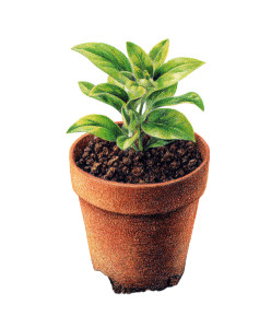 Potted Plant Drawing Vinyl Car Decal Sticker – Waterproof & UV-Resistant 8.0"