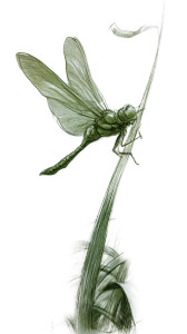 Lone Dragonfly Vinyl Car Decal Sticker – Waterproof & UV-Resistant 9.706666666666667" Lone Dragonfly Vinyl Car Decal Sticker – Waterproof & UV-Resistant 9.706666666666667"