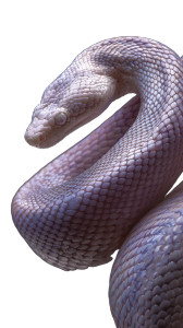 Lavender Snake Close-Up Vinyl Car Decal Sticker – Waterproof & UV-Resistant 4.8533333333333335"