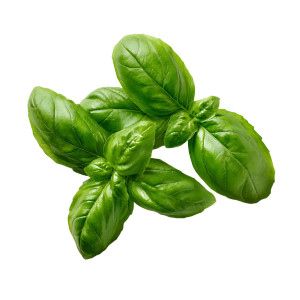 Fresh Basil Leaves V3 Vinyl Car Decal Sticker – Waterproof & UV-Resistant 6.826666666666667"