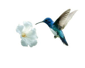 Blue Hummingbird Vinyl Car Decal Sticker – Waterproof & UV-Resistant 3.2"