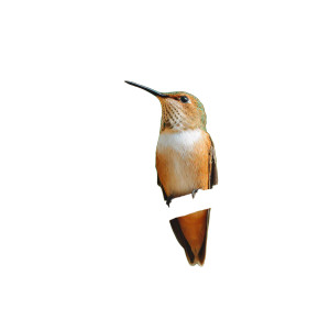 Hummingbird On Tree Vinyl Car Decal Sticker – Waterproof & UV-Resistant 3.4133333333333336" Hummingbird On Tree Vinyl Car Decal Sticker – Waterproof & UV-Resistant 3.4133333333333336"
