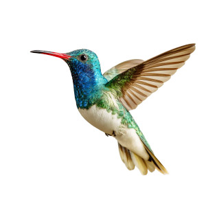 Kolibri Close-Up Vinyl Car Decal Sticker – Waterproof & UV-Resistant 6.826666666666667"