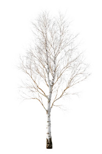 Birch Tree Art Vinyl Car Decal Sticker – Waterproof & UV-Resistant 8.96"