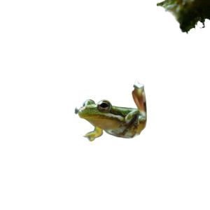 Frog In Water Drop Vinyl Car Decal Sticker – Waterproof & UV-Resistant 6.826666666666667"