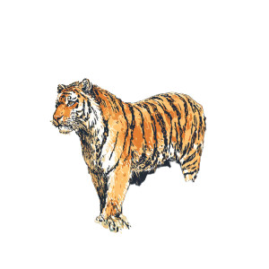 Tiger Sticker Vinyl Car Decal Sticker – Waterproof & UV-Resistant 3.4133333333333336" Tiger Sticker Vinyl Car Decal Sticker – Waterproof & UV-Resistant 3.4133333333333336"