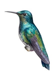 Digital Hummingbird Vinyl Car Decal Sticker – Waterproof & UV-Resistant 8.746666666666666"