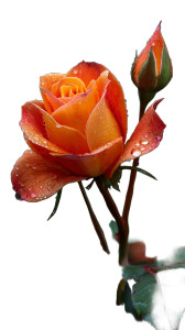 Orange Rain Rose Vinyl Car Decal Sticker – Waterproof & UV-Resistant 4.8533333333333335"