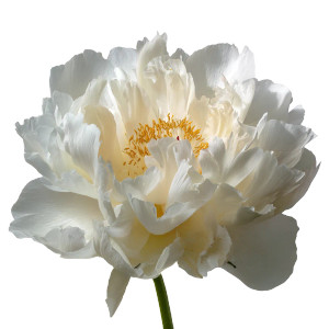 White Peony V2 Vinyl Car Decal Sticker – Waterproof & UV-Resistant 3.4133333333333336"