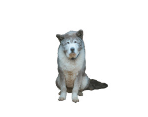 Old Akita Inu Vinyl Car Decal Sticker – Waterproof & UV-Resistant 6.506666666666667"