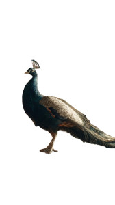 Majestic Peacock V4 Vinyl Car Decal Sticker – Waterproof & UV-Resistant 9.706666666666667" Majestic Peacock V4 Vinyl Car Decal Sticker – Waterproof & UV-Resistant 9.706666666666667"
