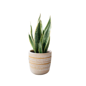 Snake Plant V2 Vinyl Car Decal Sticker – Waterproof & UV-Resistant 3.4133333333333336" Snake Plant V2 Vinyl Car Decal Sticker – Waterproof & UV-Resistant 3.4133333333333336"