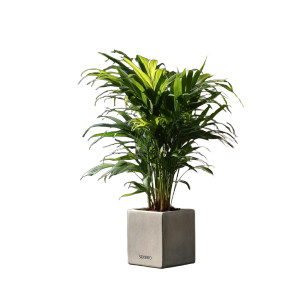 Potted Bamboo Plant Vinyl Car Decal Sticker – Waterproof & UV-Resistant 3.4133333333333336" Potted Bamboo Plant Vinyl Car Decal Sticker – Waterproof & UV-Resistant 3.4133333333333336"