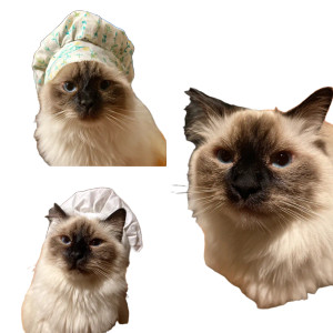 Helping Ragdoll Cat Vinyl Car Decal Sticker – Waterproof & UV-Resistant 6.826666666666667" Helping Ragdoll Cat Vinyl Car Decal Sticker – Waterproof & UV-Resistant 6.826666666666667"