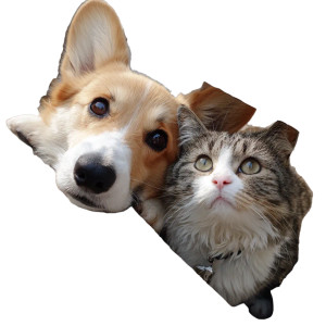 Friendly Corgi And Cat Vinyl Car Decal Sticker – Waterproof & UV-Resistant 3.4133333333333336" Friendly Corgi And Cat Vinyl Car Decal Sticker – Waterproof & UV-Resistant 3.4133333333333336"