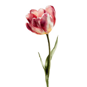 Watercolor Tulip Vinyl Car Decal Sticker – Waterproof & UV-Resistant 6.826666666666667" Watercolor Tulip Vinyl Car Decal Sticker – Waterproof & UV-Resistant 6.826666666666667"