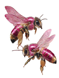 Pink Gold Bees Vinyl Car Decal Sticker – Waterproof & UV-Resistant 8.213333333333333"