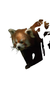 Red Panda V3 Vinyl Car Decal Sticker – Waterproof & UV-Resistant 9.706666666666667" Red Panda V3 Vinyl Car Decal Sticker – Waterproof & UV-Resistant 9.706666666666667"