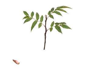 Planting Sapling Vinyl Car Decal Sticker – Waterproof & UV-Resistant 6.1866666666666665" Planting Sapling Vinyl Car Decal Sticker – Waterproof & UV-Resistant 6.1866666666666665"