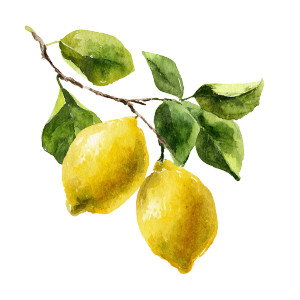 Watercolor Lemon Branch Vinyl Car Decal Sticker – Waterproof & UV-Resistant 6.826666666666667" Watercolor Lemon Branch Vinyl Car Decal Sticker – Waterproof & UV-Resistant 6.826666666666667"