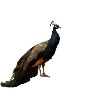 Golden Peacock Throne Vinyl Car Decal Sticker – Waterproof & UV-Resistant 6.826666666666667"