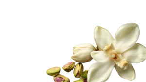 Vanilla Flower Vinyl Car Decal Sticker – Waterproof & UV-Resistant 5.4 Vanilla Flower Vinyl Car Decal Sticker – Waterproof & UV-Resistant 5.4