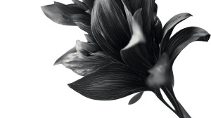 Minimalist Flower Close-Up V3 Vinyl Car Decal Sticker – Waterproof & UV-Resistant 2.72" Minimalist Flower Close-Up V3 Vinyl Car Decal Sticker – Waterproof & UV-Resistant 2.72"