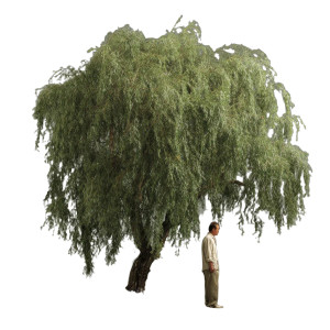 Weeping Willow Vinyl Car Decal Sticker – Waterproof & UV-Resistant 6.826666666666667"