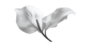 Minimalist Flower Close-Up V4 Vinyl Car Decal Sticker – Waterproof & UV-Resistant 2.72" Minimalist Flower Close-Up V4 Vinyl Car Decal Sticker – Waterproof & UV-Resistant 2.72"