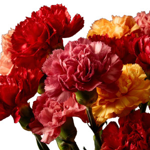 Vibrant Carnations Cluster Vinyl Car Decal Sticker – Waterproof & UV-Resistant 6.826666666666667"