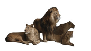 Lions In Cave Vinyl Car Decal Sticker – Waterproof & UV-Resistant 5.4