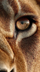 Lion'S Eye Render Vinyl Car Decal Sticker – Waterproof & UV-Resistant 9.706666666666667"