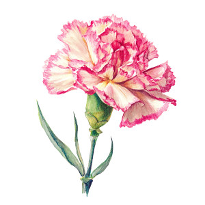 Botanical Carnation Illustration Vinyl Car Decal Sticker – Waterproof & UV-Resistant 3.4133333333333336" Botanical Carnation Illustration Vinyl Car Decal Sticker – Waterproof & UV-Resistant 3.4133333333333336"