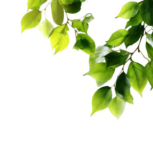 Vibrant Green Leaves V2 Vinyl Car Decal Sticker – Waterproof & UV-Resistant 6.826666666666667"