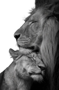 Lion Family Hug V2 Vinyl Car Decal Sticker – Waterproof & UV-Resistant 4.4