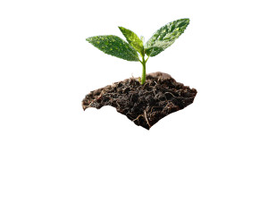 Green Seedling Hope Vinyl Car Decal Sticker – Waterproof & UV-Resistant 6.1866666666666665"