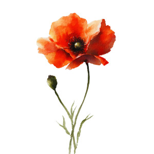 Watercolor Poppy Vinyl Car Decal Sticker – Waterproof & UV-Resistant 6.826666666666667" Watercolor Poppy Vinyl Car Decal Sticker – Waterproof & UV-Resistant 6.826666666666667"