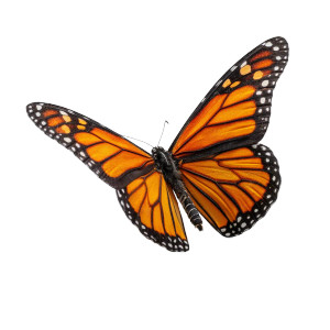 Monarch Butterfly V10 Vinyl Car Decal Sticker – Waterproof & UV-Resistant 3.4133333333333336" Monarch Butterfly V10 Vinyl Car Decal Sticker – Waterproof & UV-Resistant 3.4133333333333336"