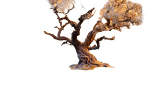 Magical Fruit Tree Vinyl Car Decal Sticker – Waterproof & UV-Resistant 5.4