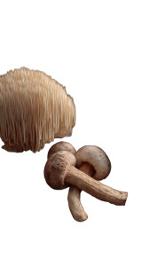 Gourmet Mushrooms Display Vinyl Car Decal Sticker – Waterproof & UV-Resistant 9.706666666666667"