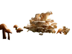 Mushroom Forest Floor Vinyl Car Decal Sticker – Waterproof & UV-Resistant 3.0933333333333333"