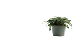 Potted Plant Close-Up Vinyl Car Decal Sticker – Waterproof & UV-Resistant 5.4