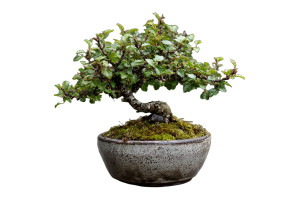 Chinese Elm Bonsai V2 Vinyl Car Decal Sticker – Waterproof & UV-Resistant 5.97333333333333 Chinese Elm Bonsai V2 Vinyl Car Decal Sticker – Waterproof & UV-Resistant 5.97333333333333