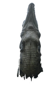 Giant Jungle Crocodile Vinyl Car Decal Sticker – Waterproof & UV-Resistant 9.706666666666667" Giant Jungle Crocodile Vinyl Car Decal Sticker – Waterproof & UV-Resistant 9.706666666666667"