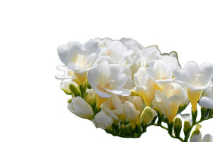 White Freesia Garden Vinyl Car Decal Sticker – Waterproof & UV-Resistant 2.986666666666667"