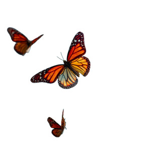 Vivid Butterflies Vinyl Car Decal Sticker – Waterproof & UV-Resistant 3.4133333333333336"