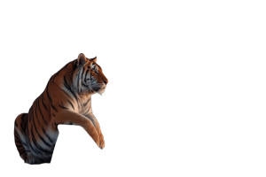Tiger On Yacht Vinyl Car Decal Sticker – Waterproof & UV-Resistant 5.97333333333333 Tiger On Yacht Vinyl Car Decal Sticker – Waterproof & UV-Resistant 5.97333333333333