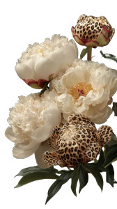 Leopard Print Peonies Vinyl Car Decal Sticker – Waterproof & UV-Resistant 9.706666666666667" Leopard Print Peonies Vinyl Car Decal Sticker – Waterproof & UV-Resistant 9.706666666666667"